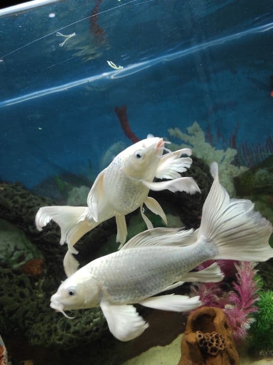 Oq Koi baliq (Platinum Ogon) sotiladi — 2