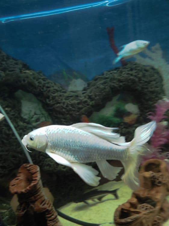 Oq Koi baliq (Platinum Ogon) sotiladi — 3
