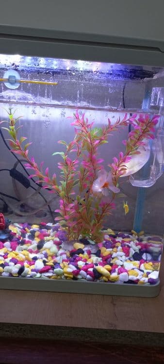 Akvarium sotiladi Baliqlari bilan. — 1