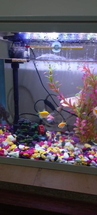 Akvarium sotiladi Baliqlari bilan. — 2
