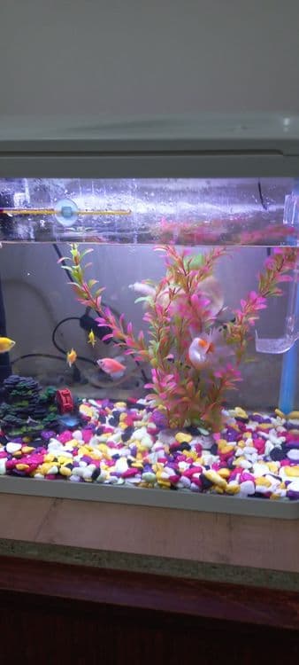 Akvarium sotiladi Baliqlari bilan. — 4