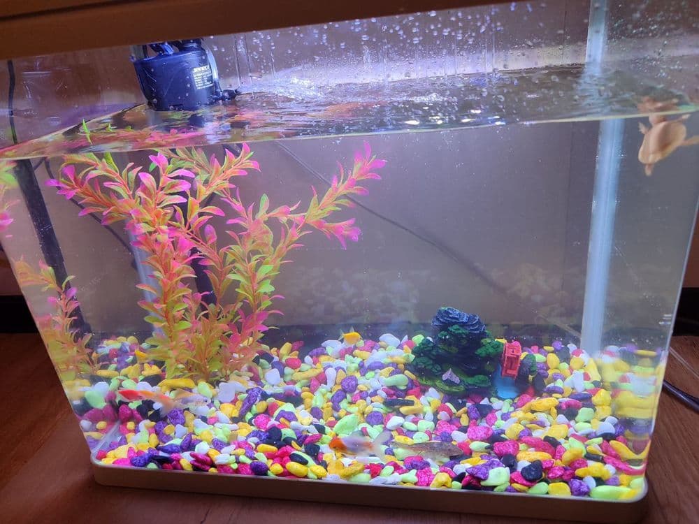 Akvarium sotiladi Baliqlari bilan. — 5