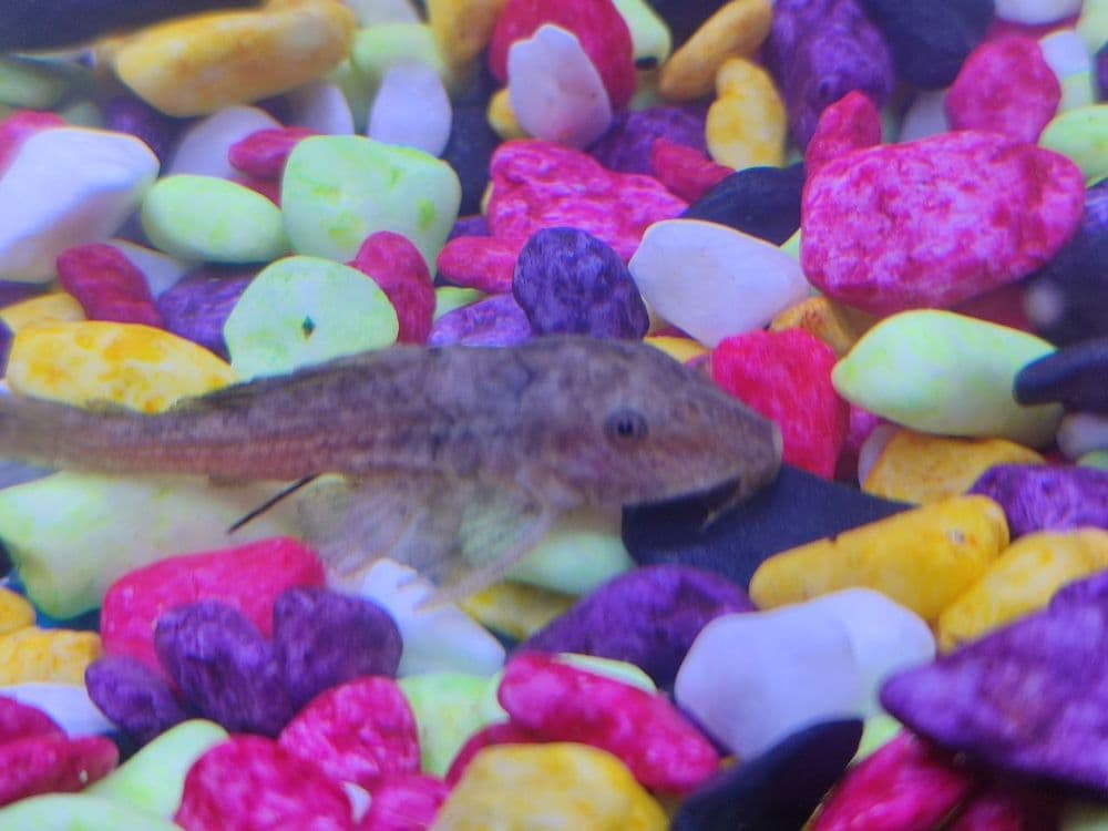 Akvarium sotiladi Baliqlari bilan. — 6