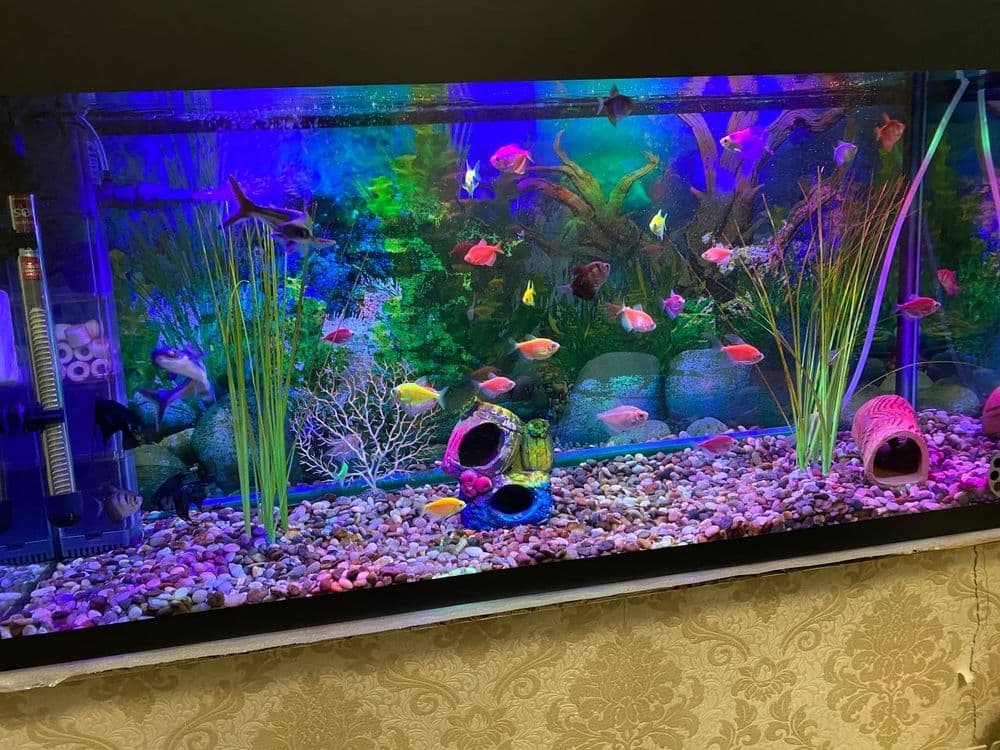 Srochna kimga qiziq bosa arzon vashe Akvarium sotiladi ishlab turgan — 1