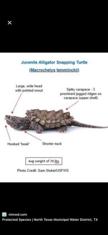 Черепаха Тошбака Toshbaqa — 5