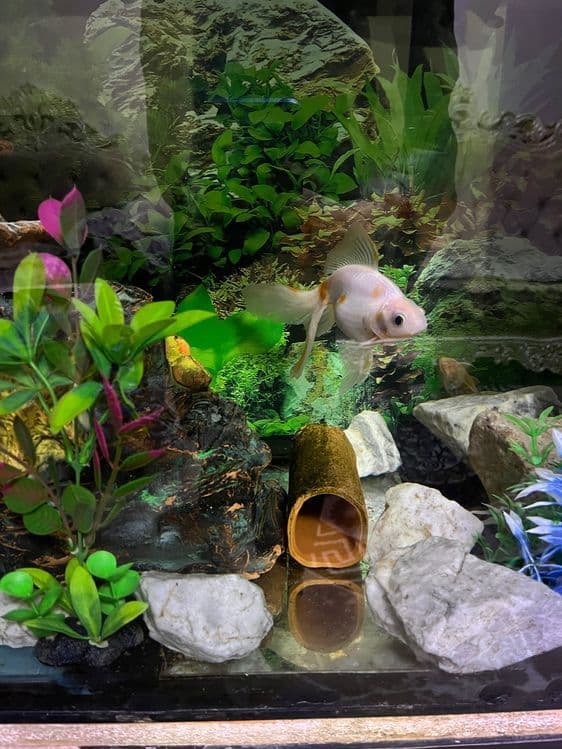 Akvarium sotiladi — 1