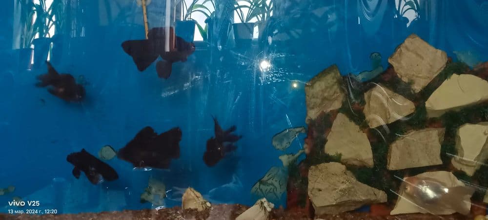 Продам аквариум с рыбками . — 3