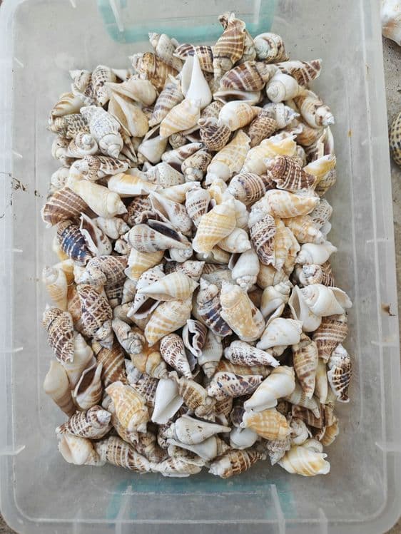 Ракушки и кораллы из островов Фиджи
