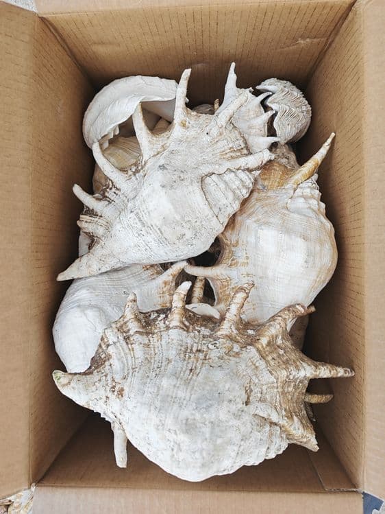 Ракушки и кораллы из островов Фиджи — 6