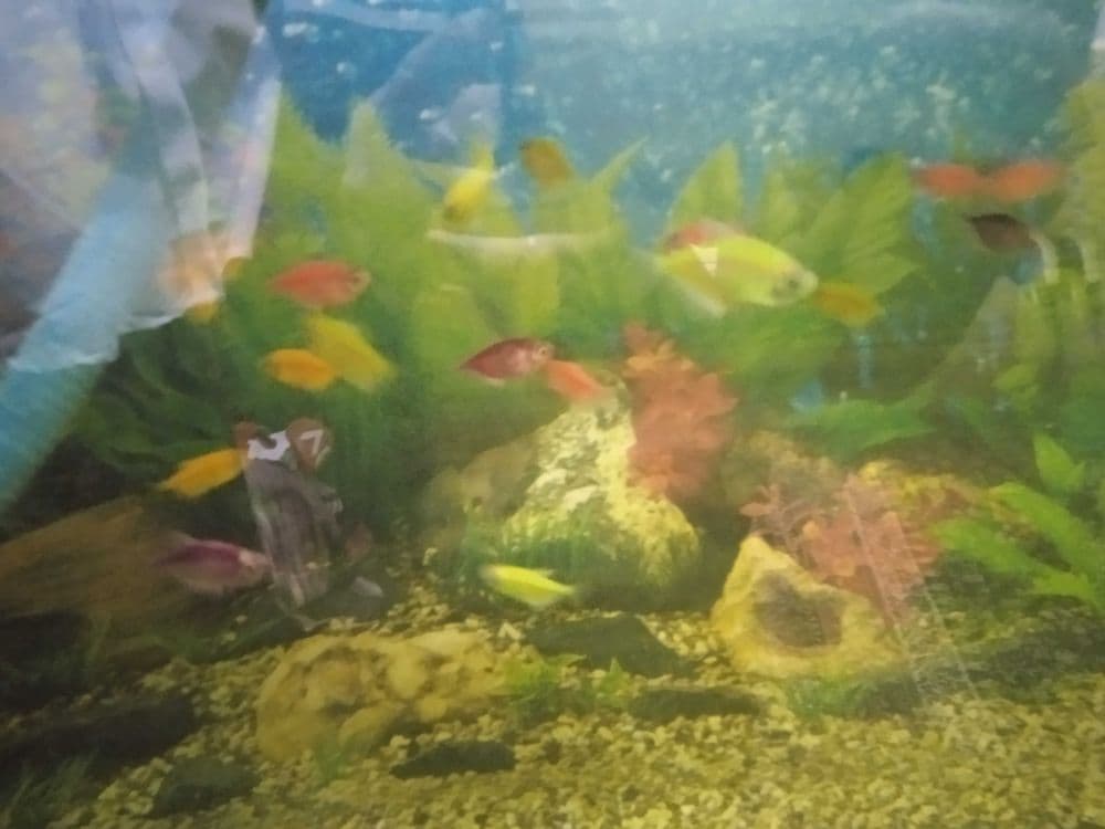 Akvarium 2,5 3metr.1metr balanlig
Tumbochkasiyam bor.35ta baligi bor — 1