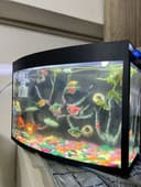 Akvarium baliqlari blan
