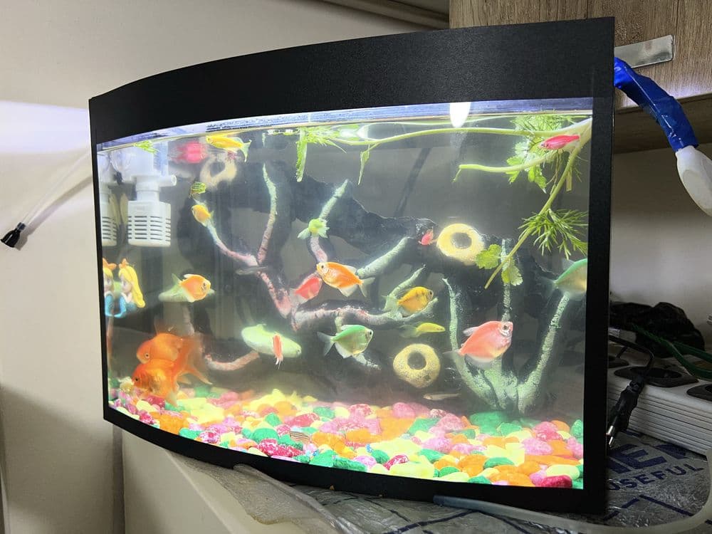Akvarium baliqlari blan — 2
