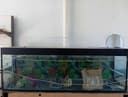 Akvarium sotiladi xolati yaxshi