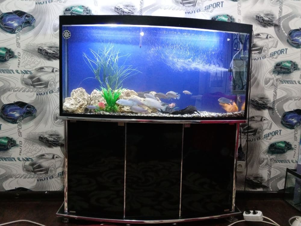 Akvarium baliqlari blan sotilad — 1