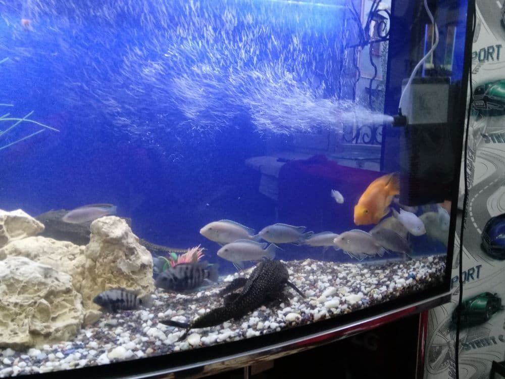 Akvarium baliqlari blan sotilad — 2