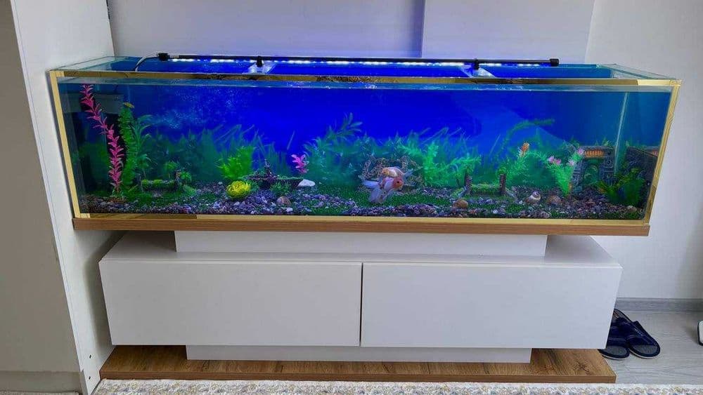 baliqga akvarium — 1