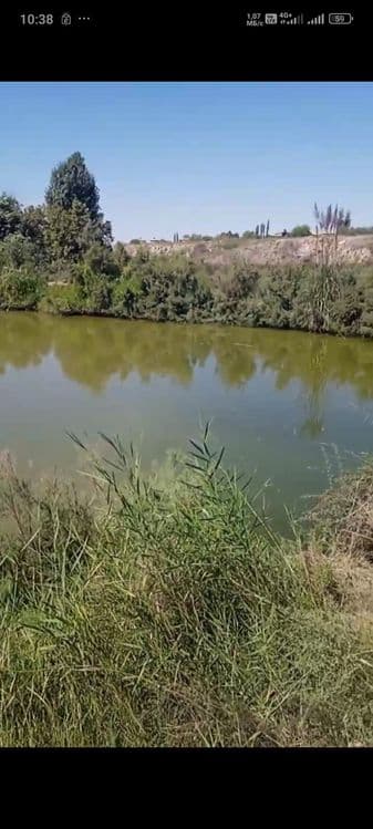Балиқ хавуз, рыбхоз Янгийул туманида балик рыба сотилади — 1