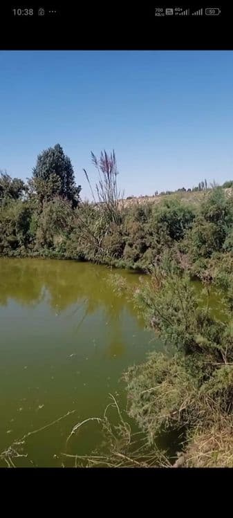 Балиқ хавуз, рыбхоз Янгийул туманида балик рыба сотилади — 4