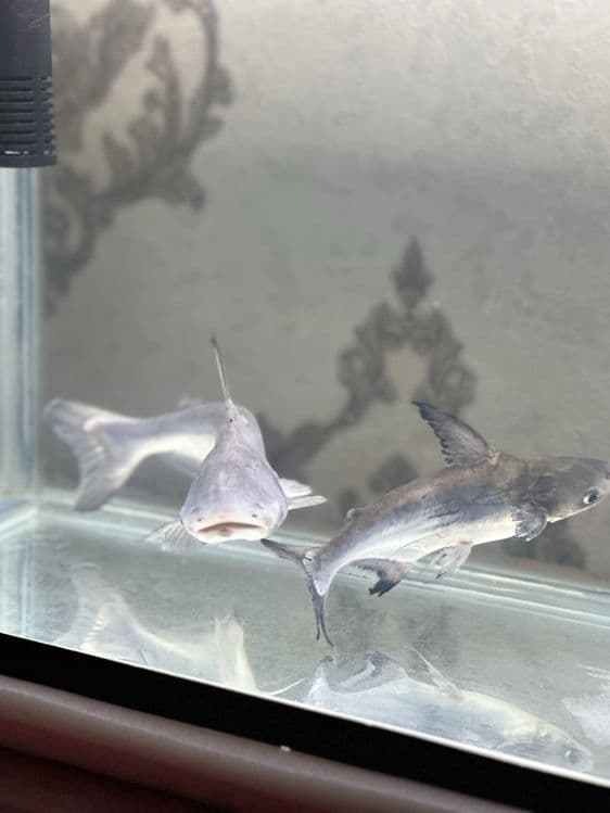 Akula baliq akvariumni sotiladi 25&35 sm astranaus baliq 25&35 sm — 1