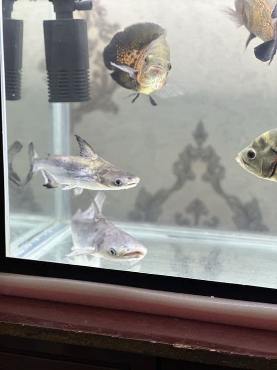 Akula baliq akvariumni sotiladi 25&35 sm astranaus baliq 25&35 sm — 2