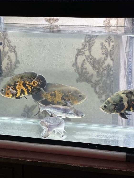 Akula baliq akvariumni sotiladi 25&35 sm astranaus baliq 25&35 sm — 3