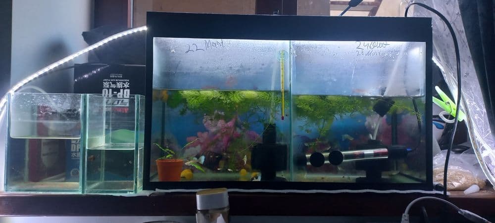 Harxil turdagi baliq akvarium bor juda arzon narxlarda — 5