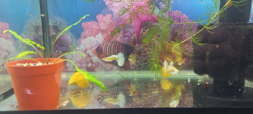 Harxil turdagi baliq akvarium bor juda arzon narxlarda — 6