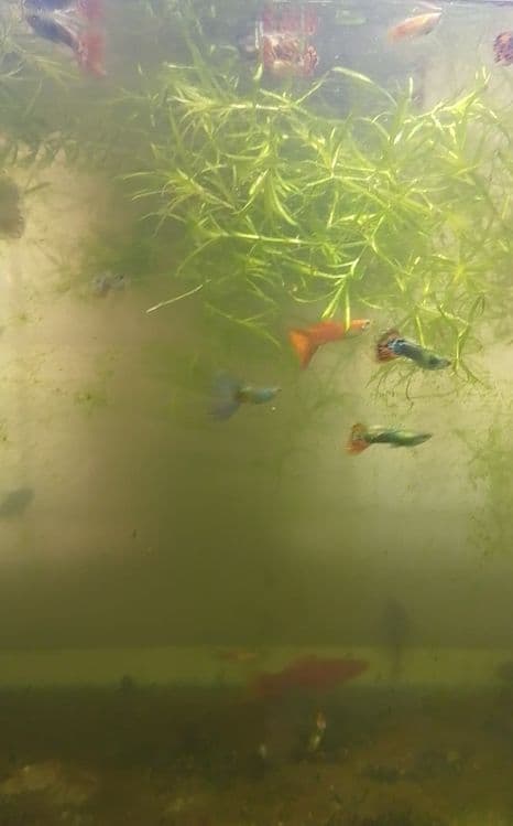 Akvarium baliqlar — 1