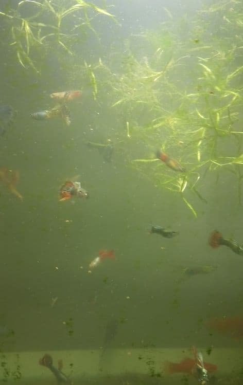 Akvarium baliqlar — 2