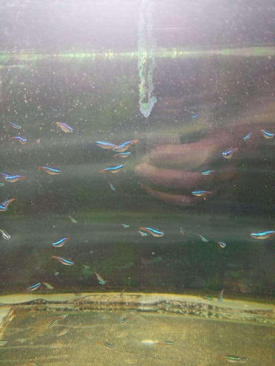 Аквариумга баликлар сотилади. — 4