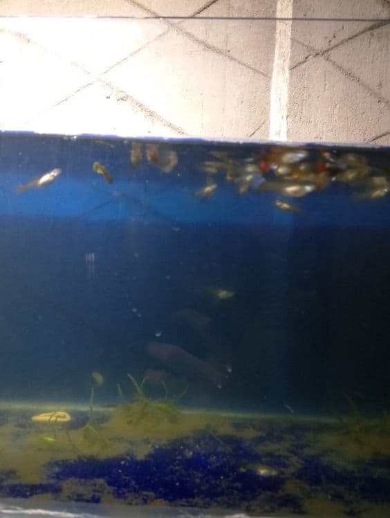 Akvarium baliqlar — 2