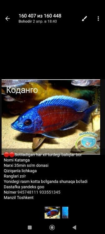 Африканиски молекла сотилади — 1