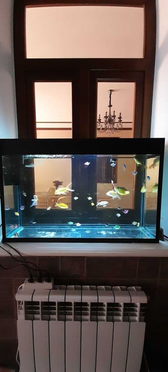 100 litr akvarium va 50 ta baliq (filtr bilan) komplekt — 2