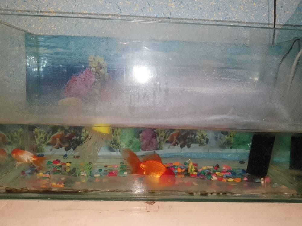 Akvarium sotiladi !! baliqlari va aparatlari bilan *Navoiy viloyati — 1