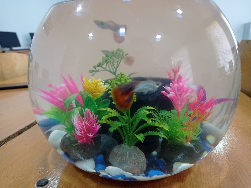 Akvarium sotiladi 8 litrlik — 1