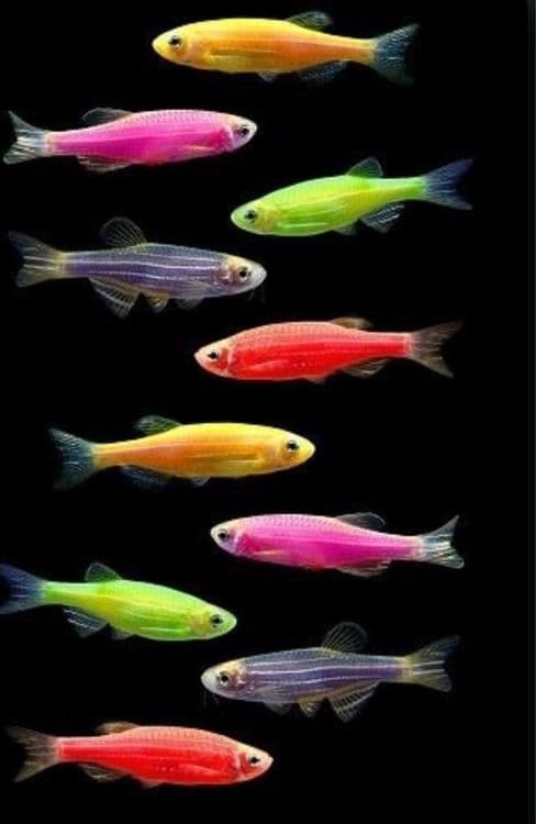 danio baliqlari — 2