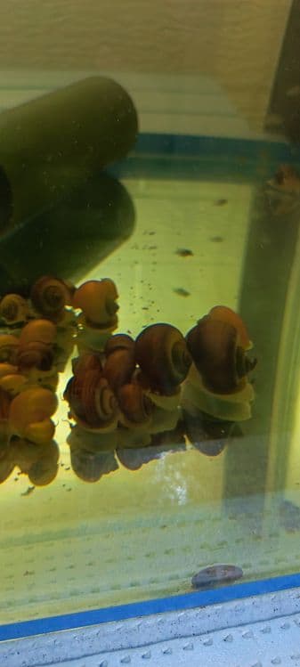 Akvarium ulitka arzon narxda — 1