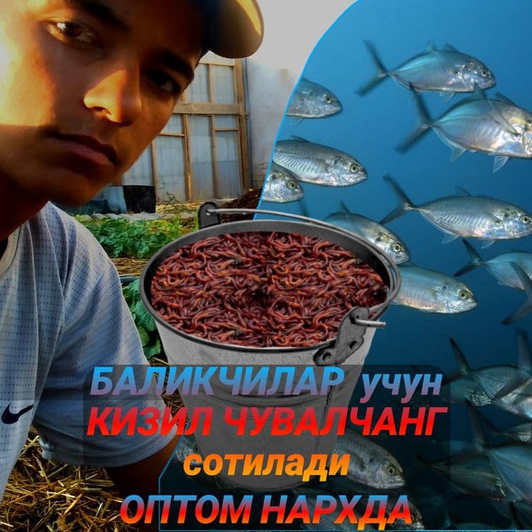 Балик учун Кизил ЧУВАЛЧАНГ(Чиён,Чийон)Оптом — 1