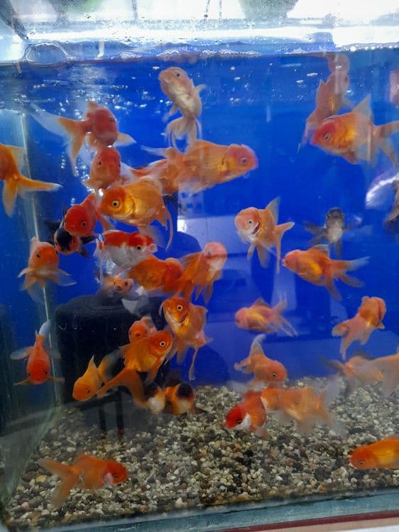 Oltin balikchalar akvarium baliklari 30 mingdan optam sena — 1