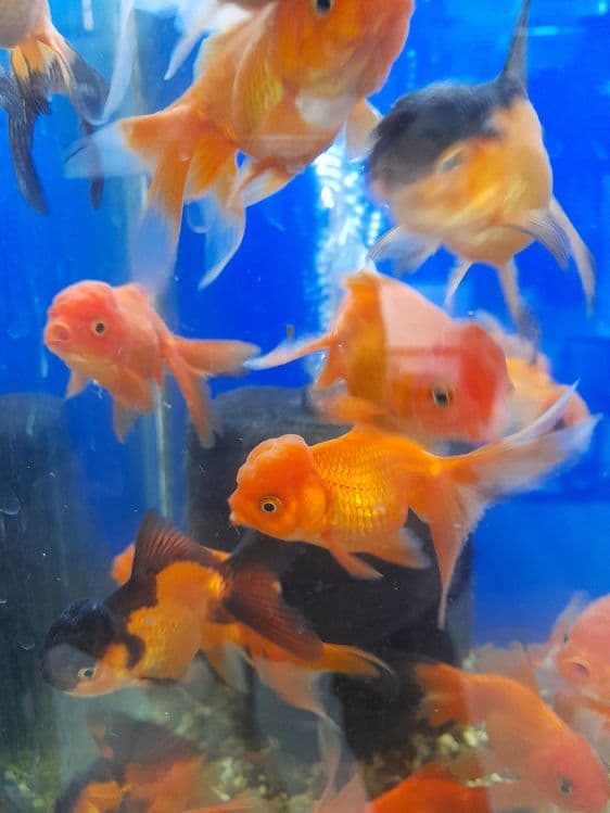 Oltin balikchalar akvarium baliklari 30 mingdan optam sena — 3