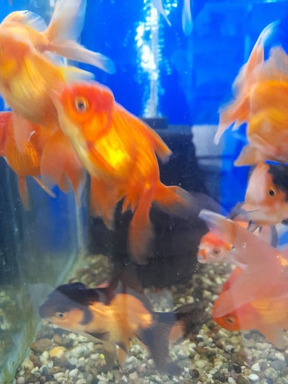 Oltin balikchalar akvarium baliklari 30 mingdan optam sena — 4