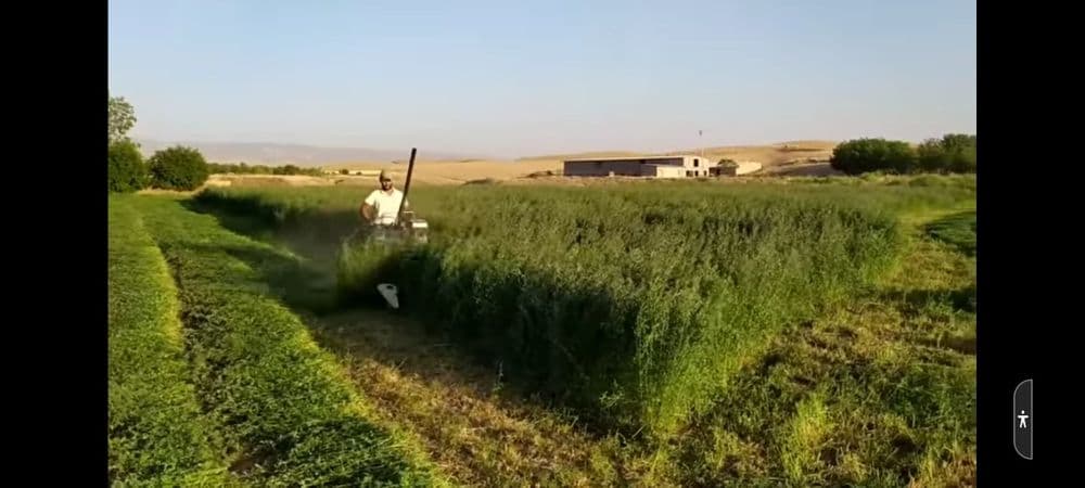 Beda va sholi o'rish uchun jatka — 2