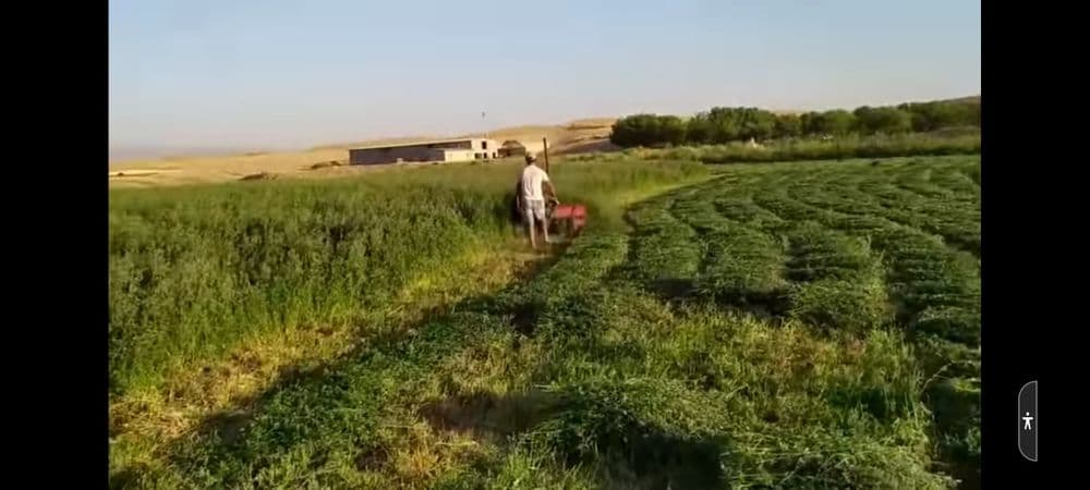 Beda va sholi o'rish uchun jatka — 4