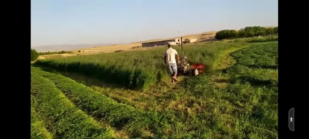 Beda va sholi o'rish uchun jatka — 5