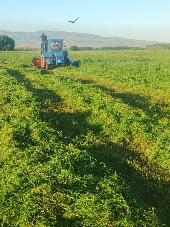 T 40 beda oʻrgich jatka traktor sotiladi — 5