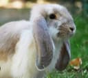 French Lop rabbits bolalari 1-1.5 oylik