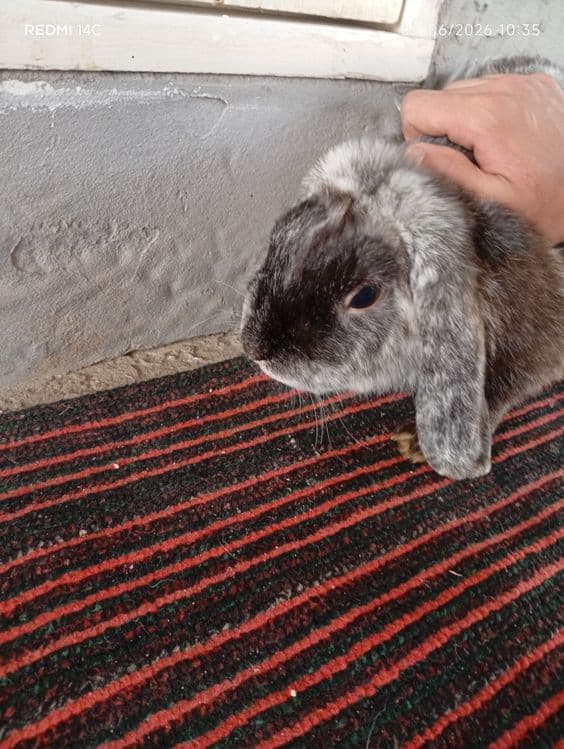French Lop rabbits bolalari 1-1.5 oylik — 4