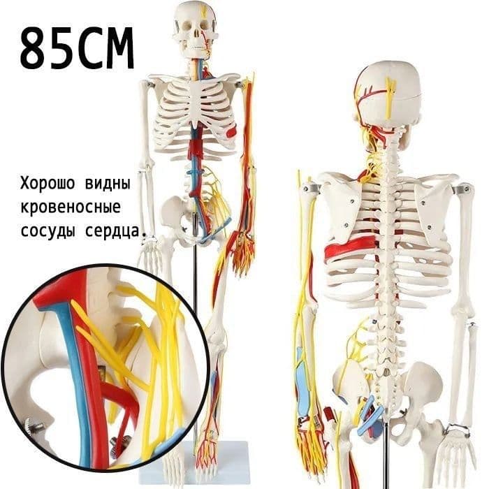 Скелет анатомический модель скелет 85см Доставка — 1