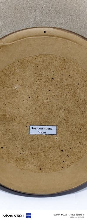 Паук Птицеед натуральный . В рамке из ореха. — 2
