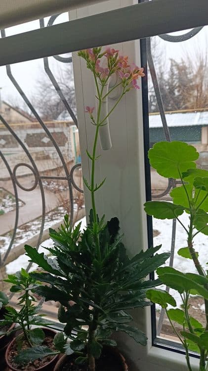 Оленьи рога цветет — 3
